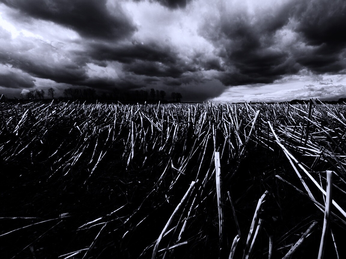 Убранное поле обои