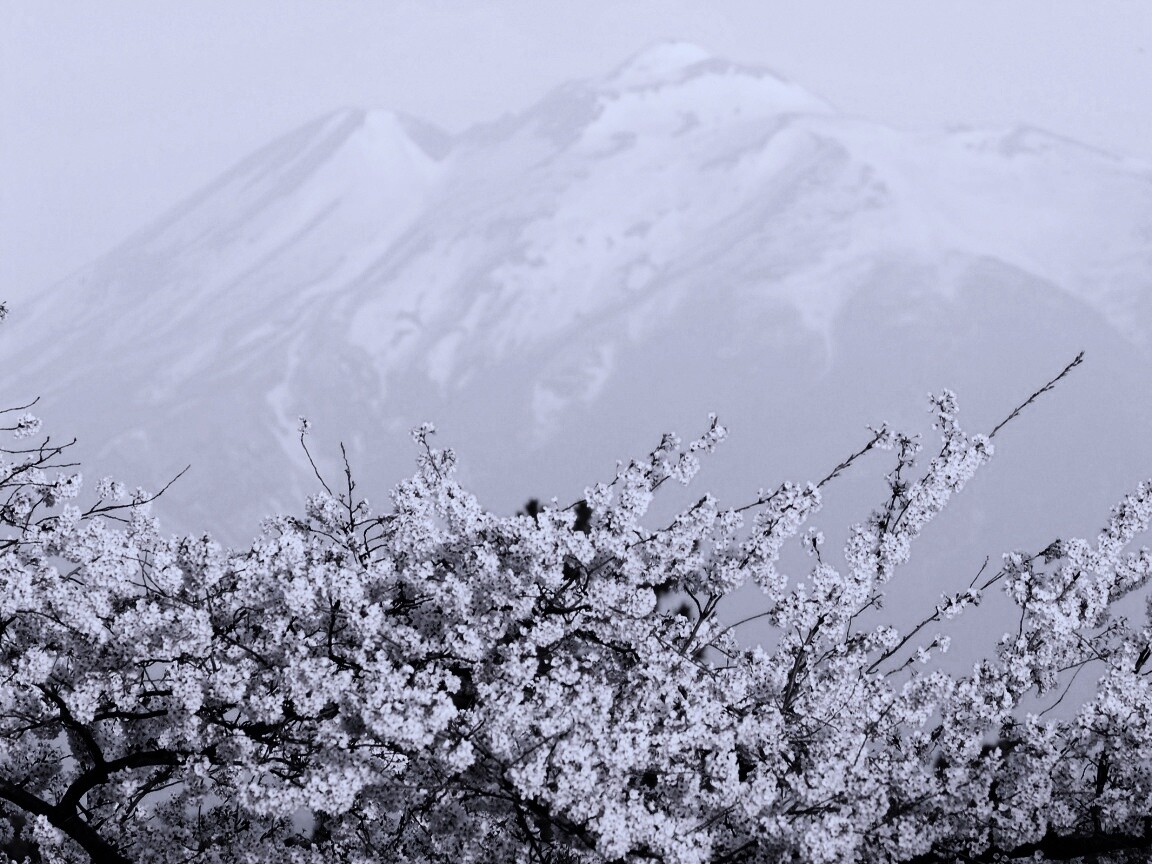 Цветение вишни в горах обои