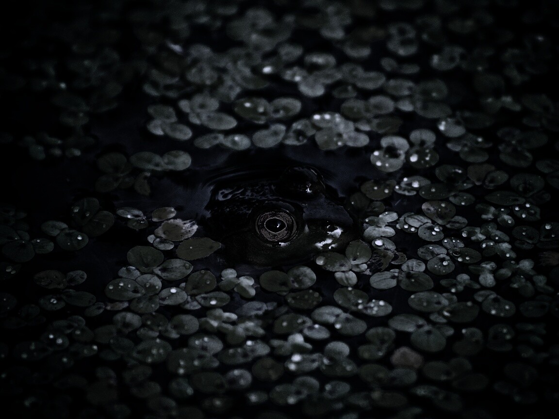 Маленькая лягушка обои