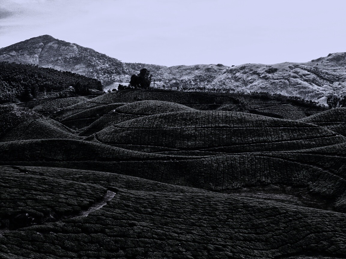 Плантации в Индии обои