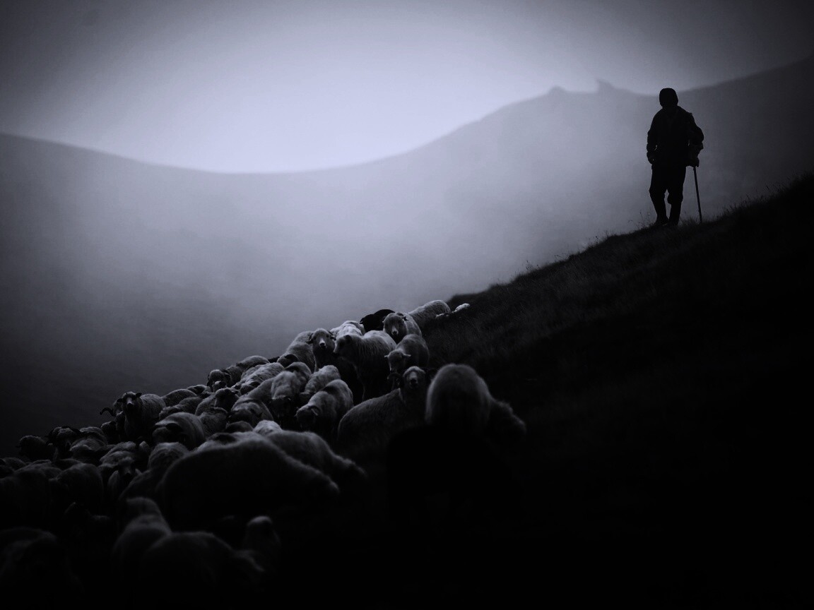 Пастух и стадо обои