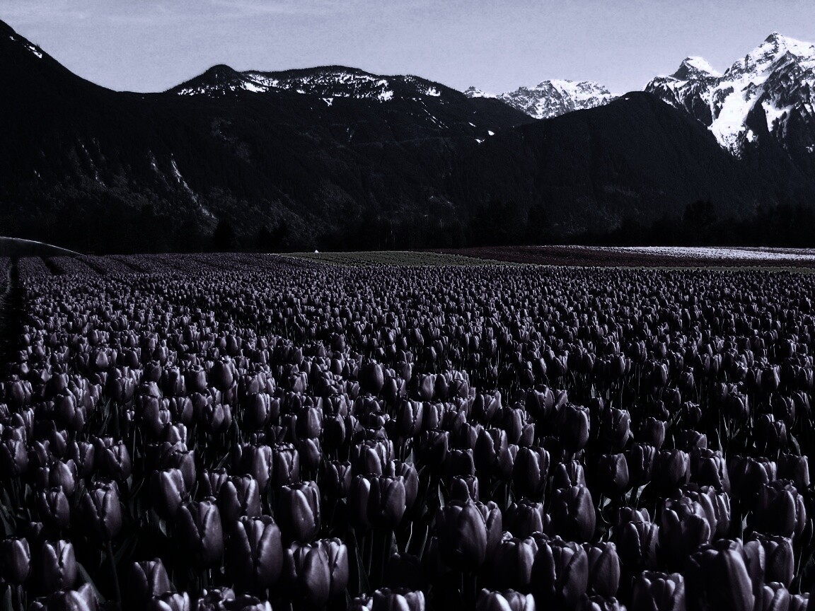 Поле тюльпанов обои