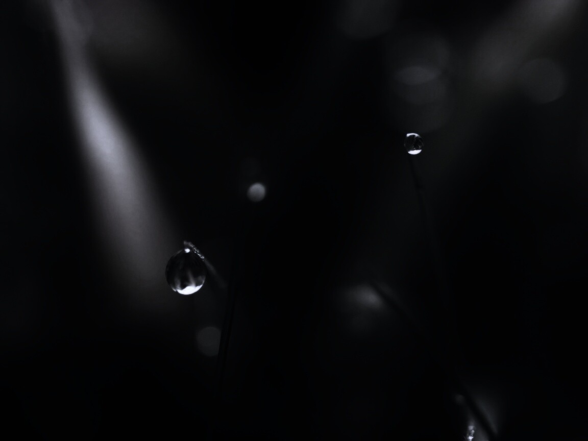 Роса на травинке обои