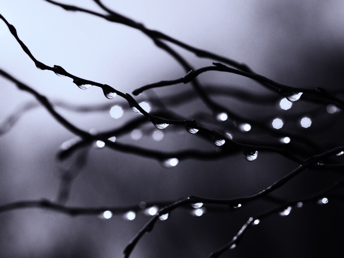 Капли на ветке обои