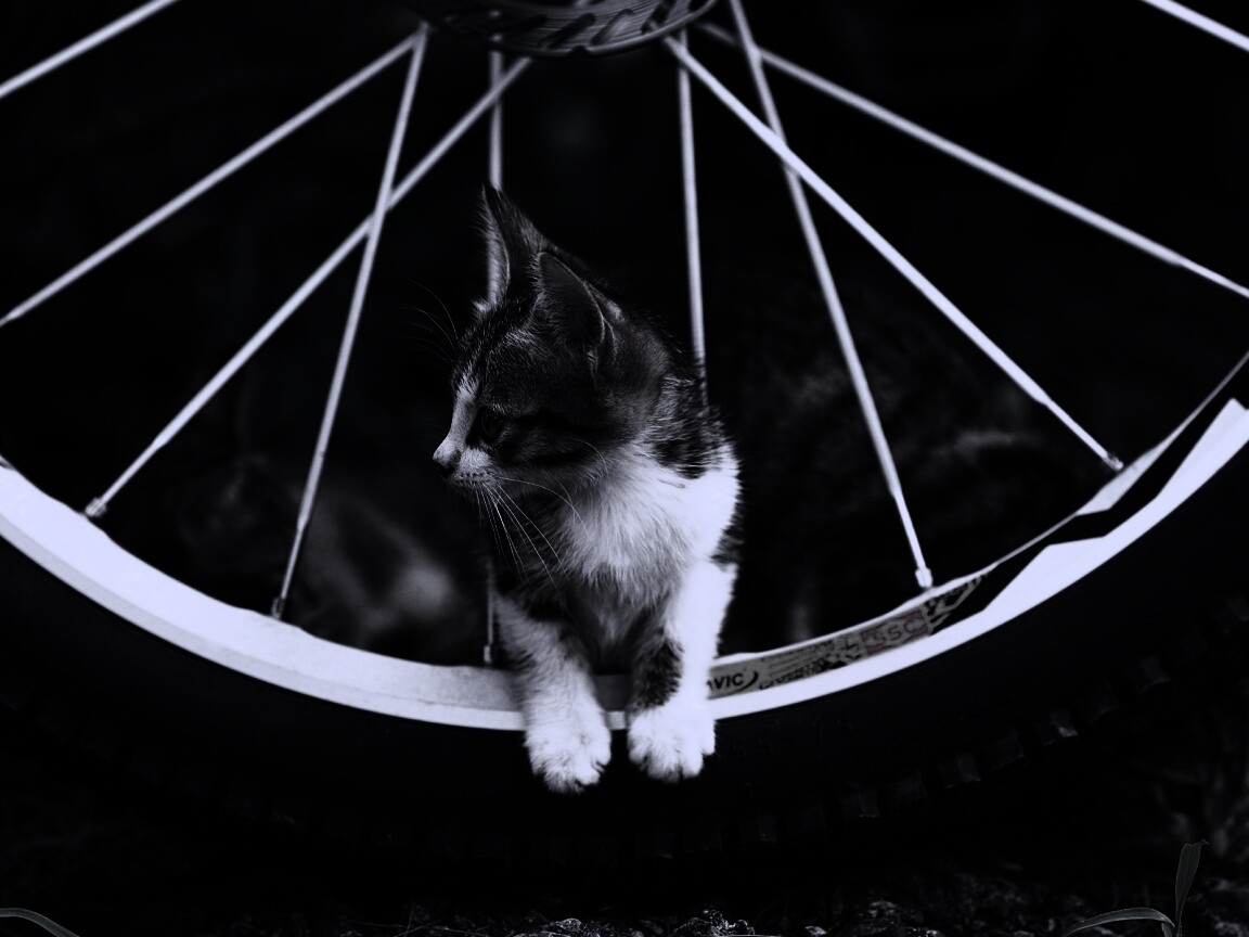 Маленький котенок обои