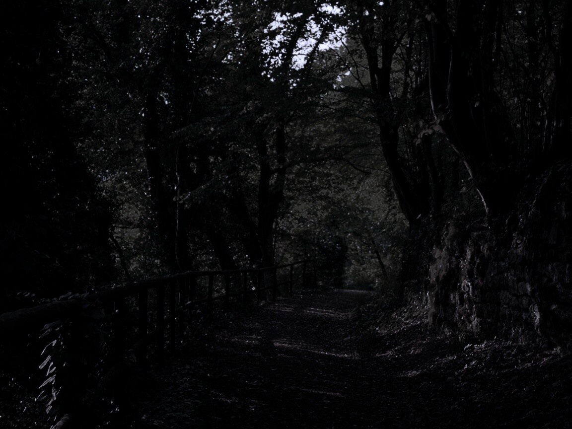 Лесная дорожка обои