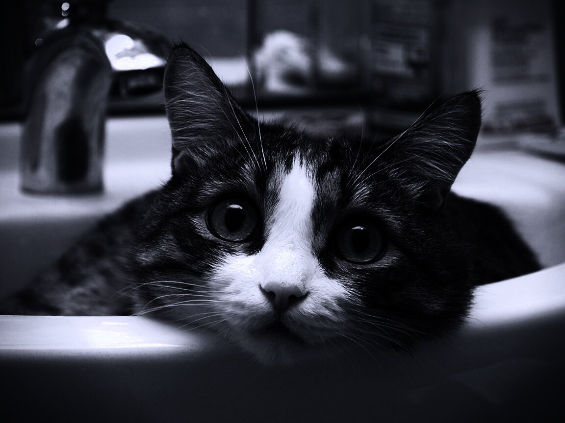 Кошак выглядывает из раковины обои