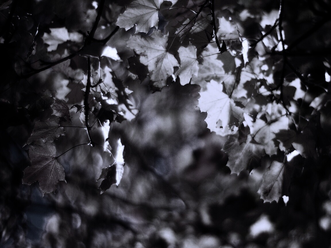 Жёлтые листья обои