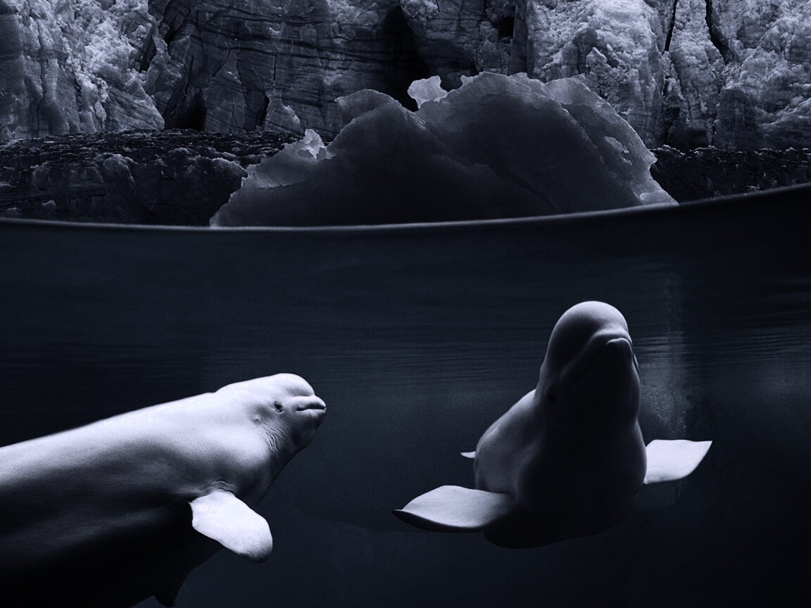 Белухи обои