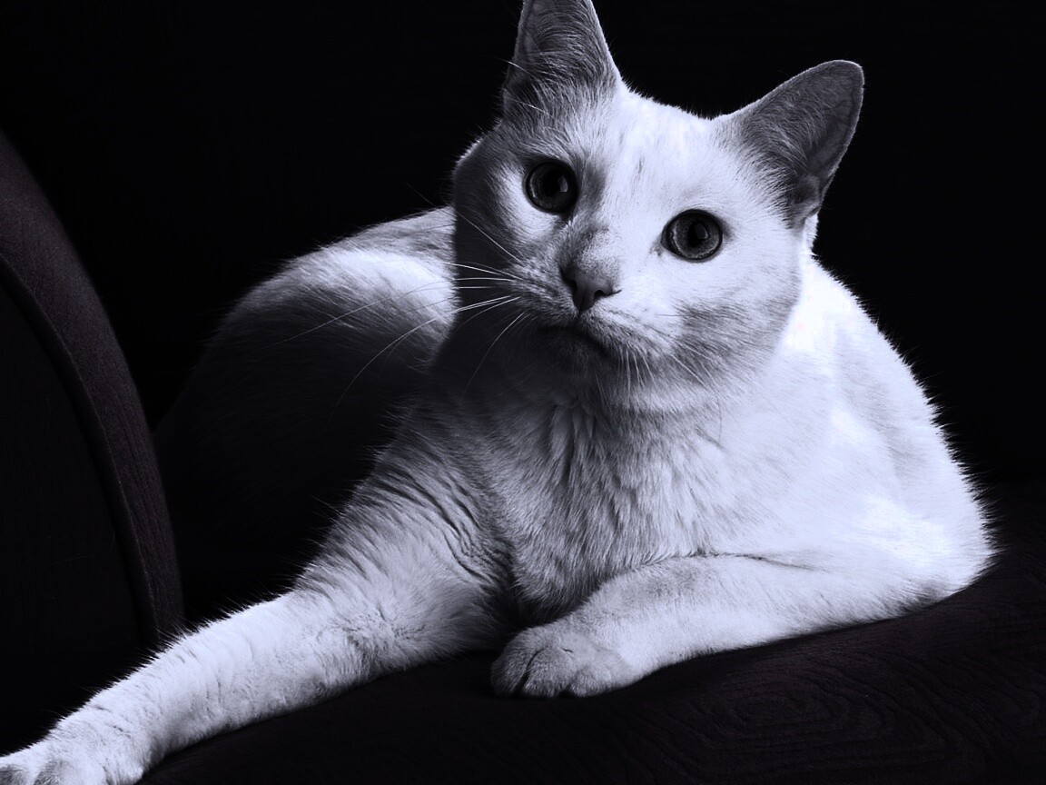 Белой кот на красном диване обои