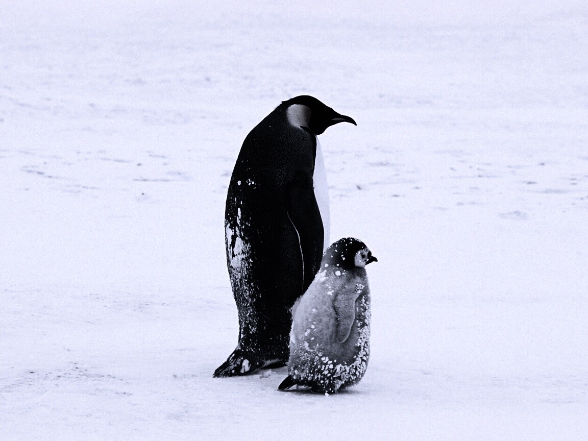 Пингвин с птенцом обои