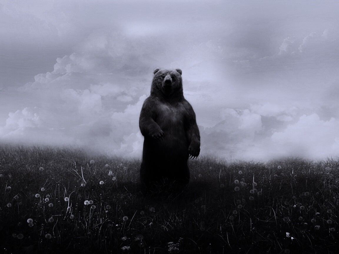 Медведь в одуванчиковом поле обои