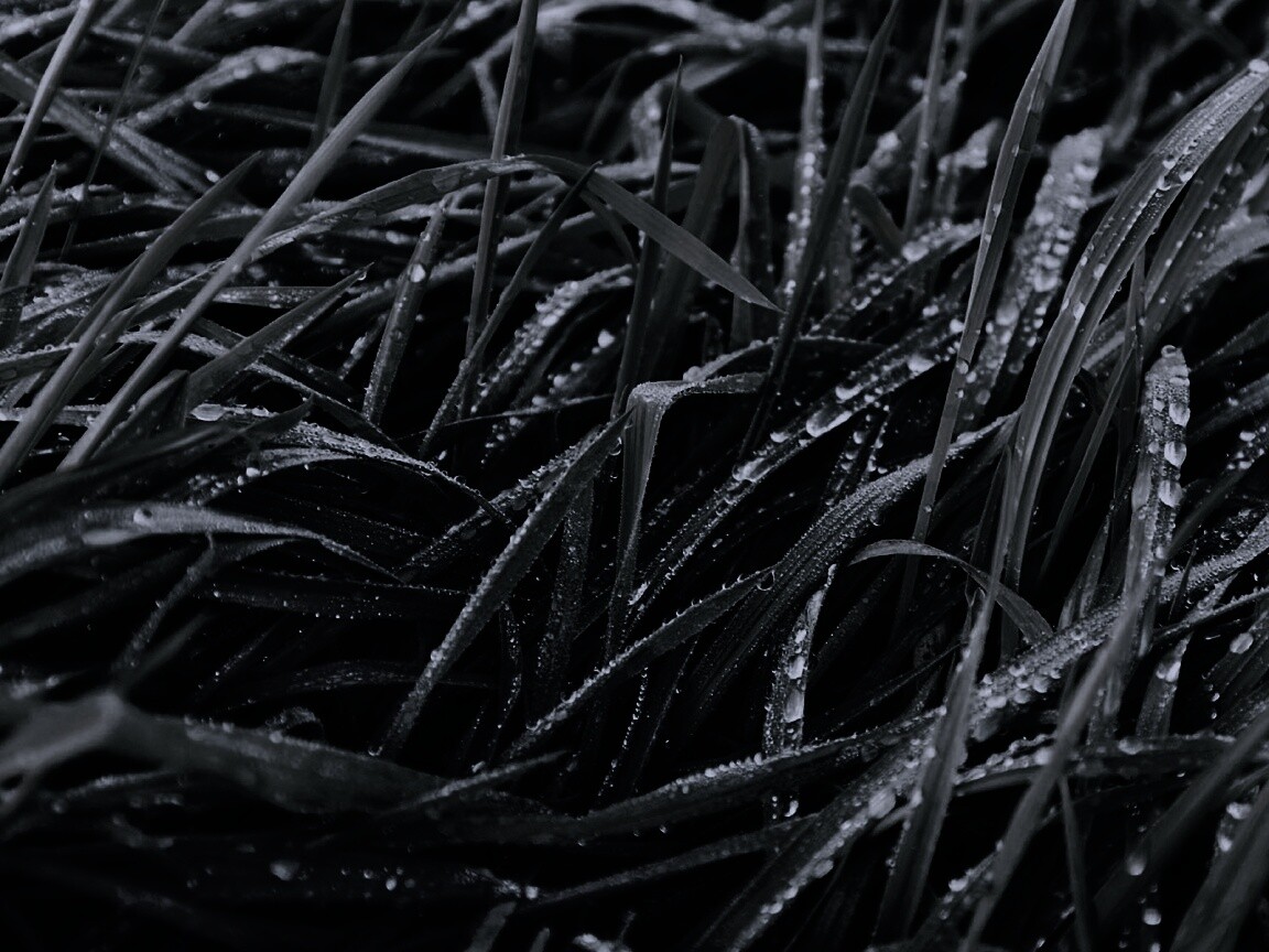 Роса на траве обои