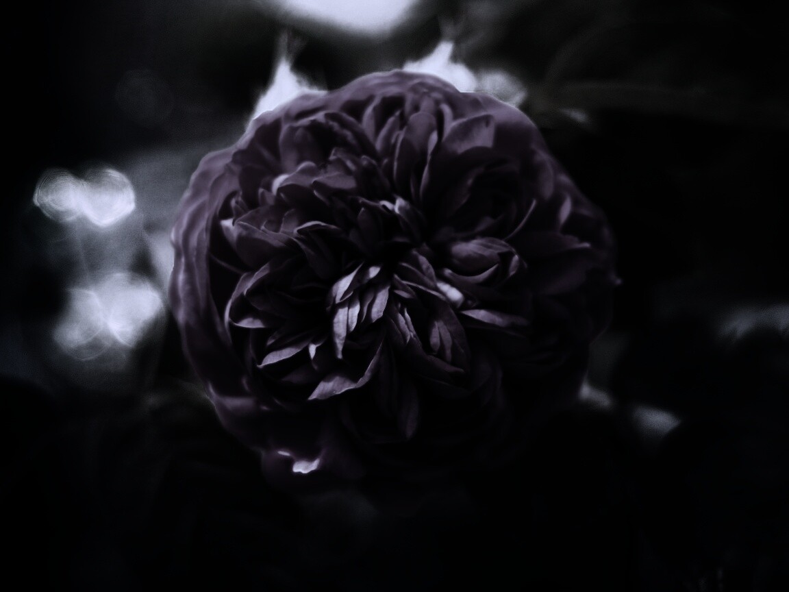 Клевер крупным планом обои