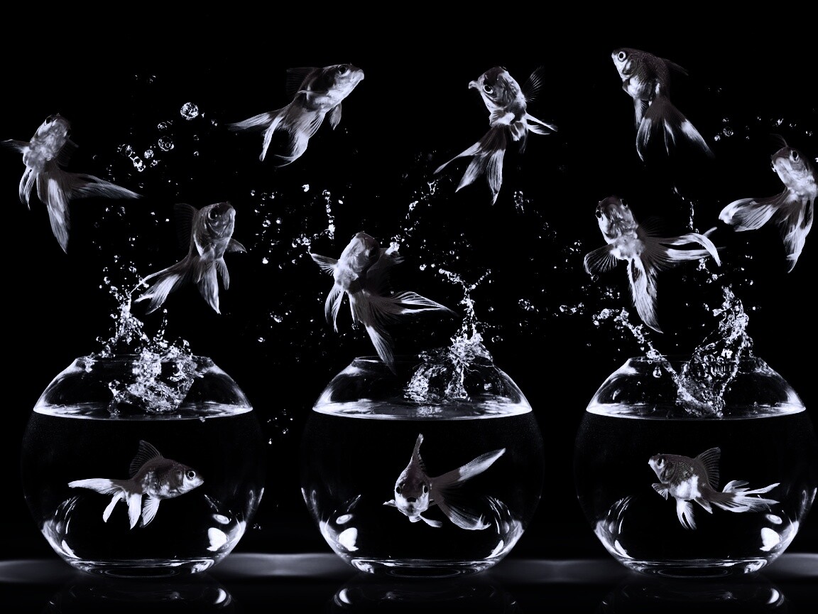 Аквариумы жонглируют рыбами обои