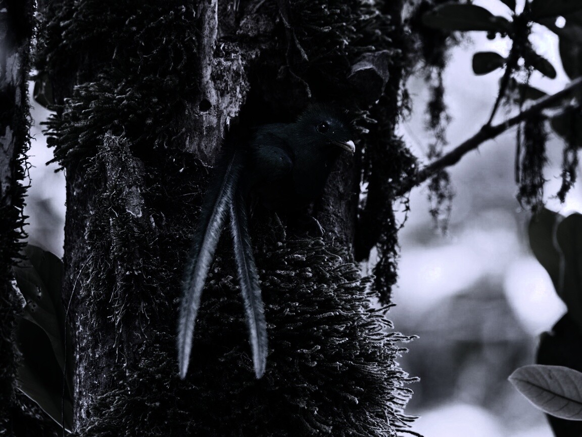 Райская птица в дупле обои