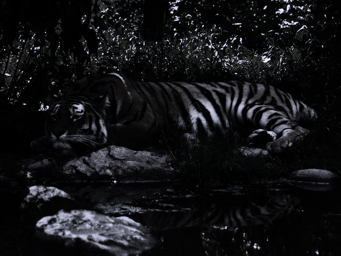 Тигр отдыхает обои