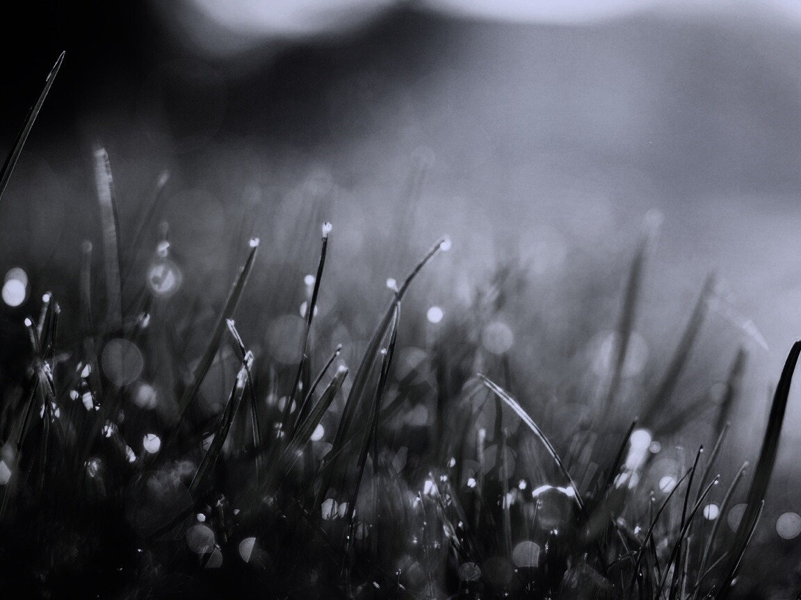 Красивая сочная трава обои