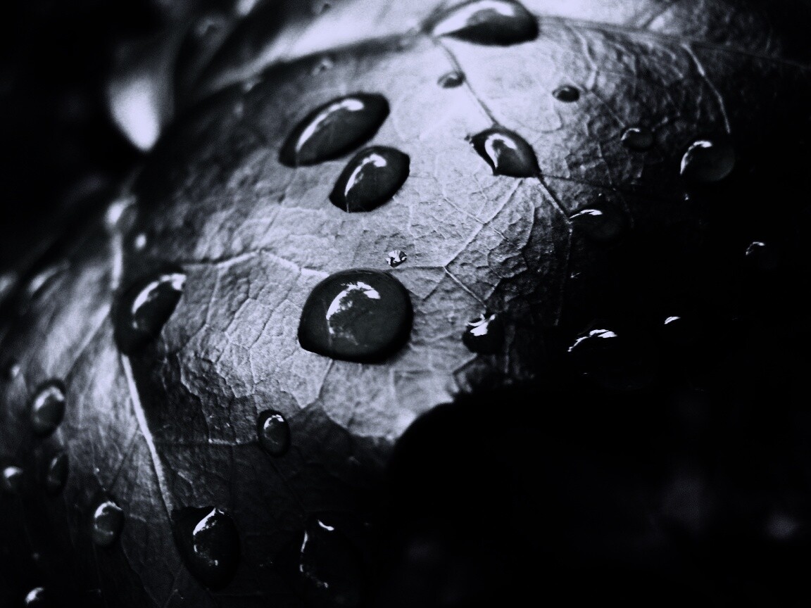 Капли росы на листе обои