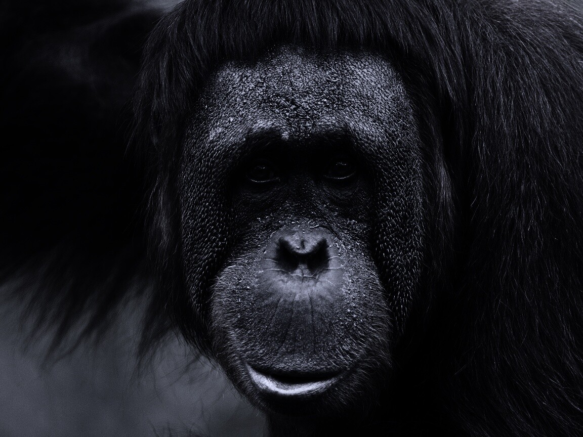 Орангутан обои