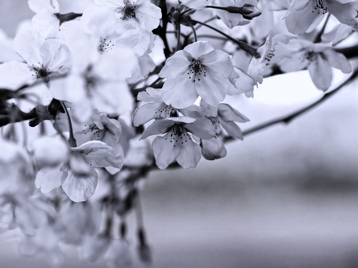 Цветение вишни обои