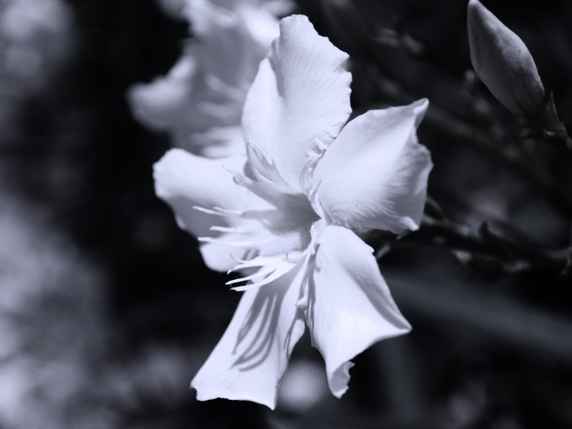 Эухарис, амазонская лилия обои