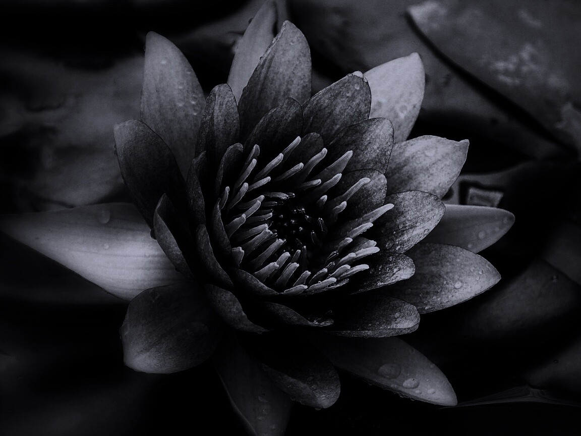 Кувшинка обои