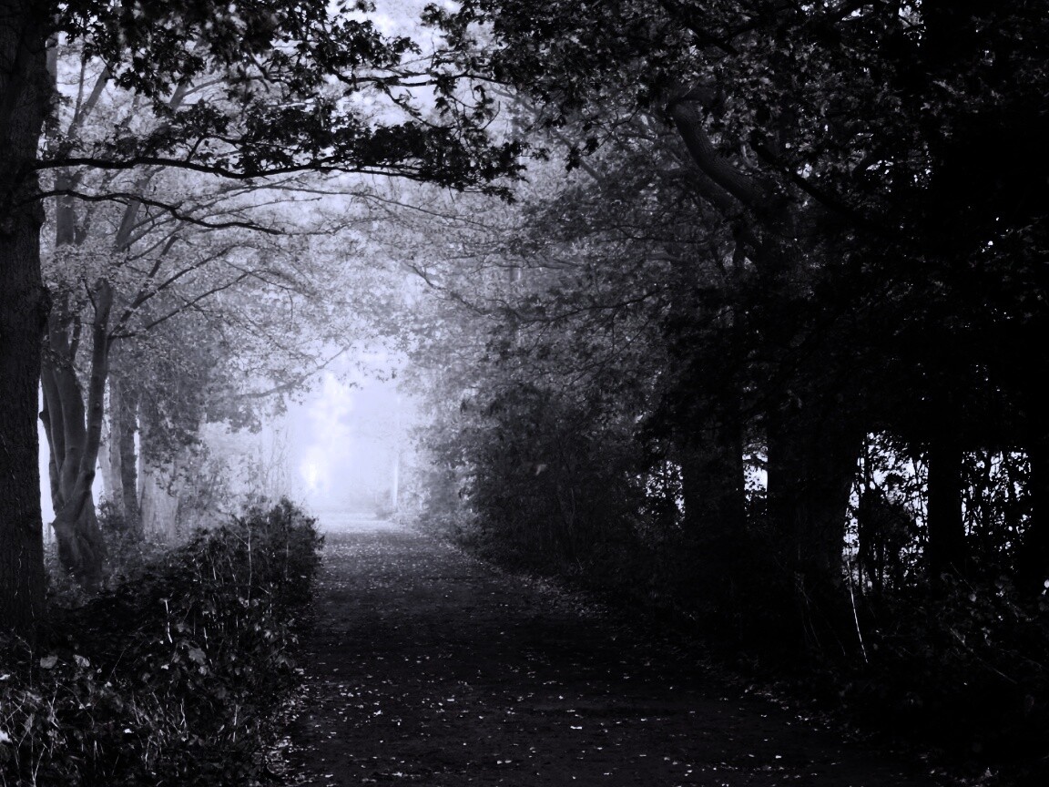 Парковая дорожка обои