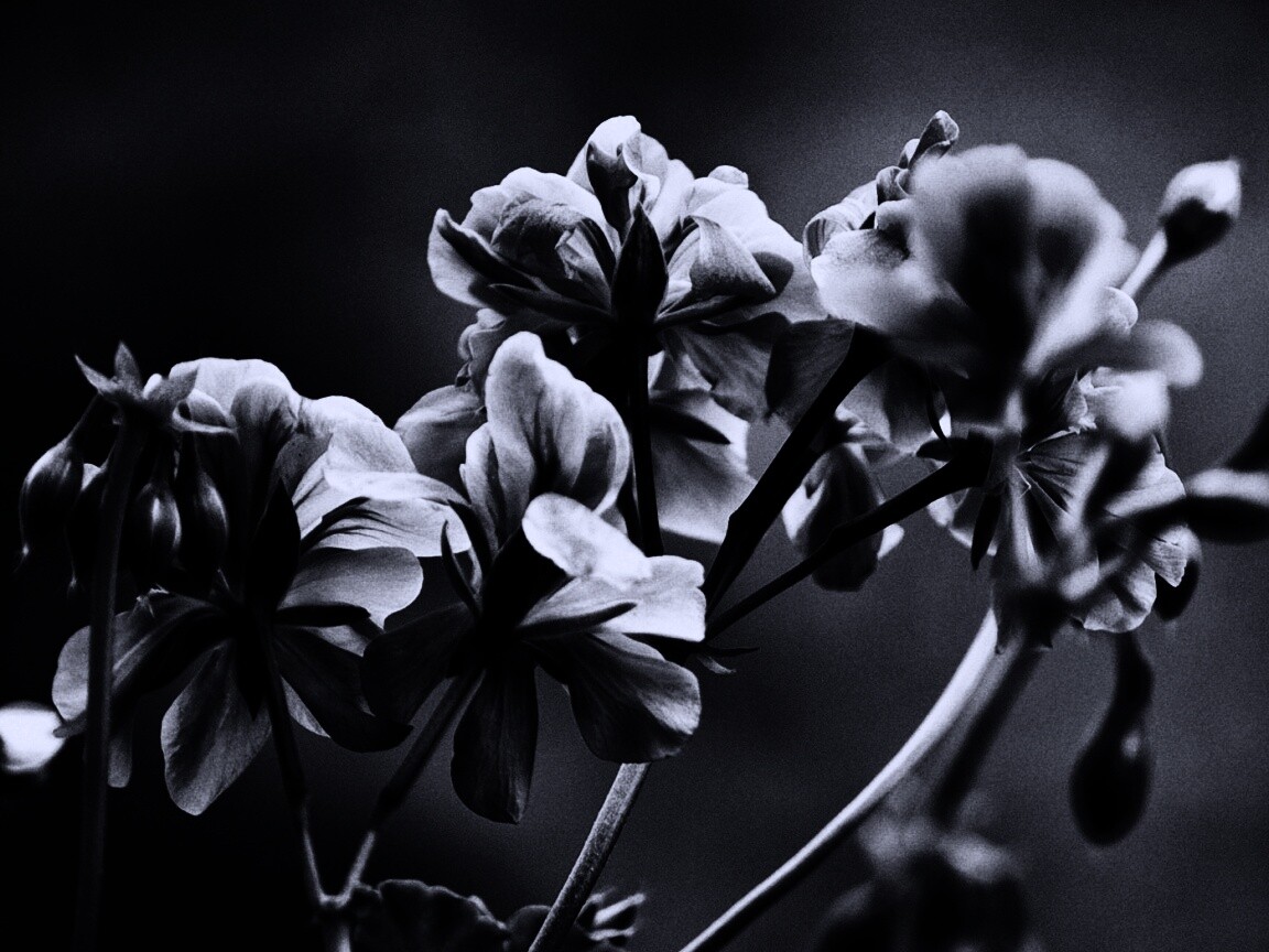 Чёрно-белое фото цветов обои