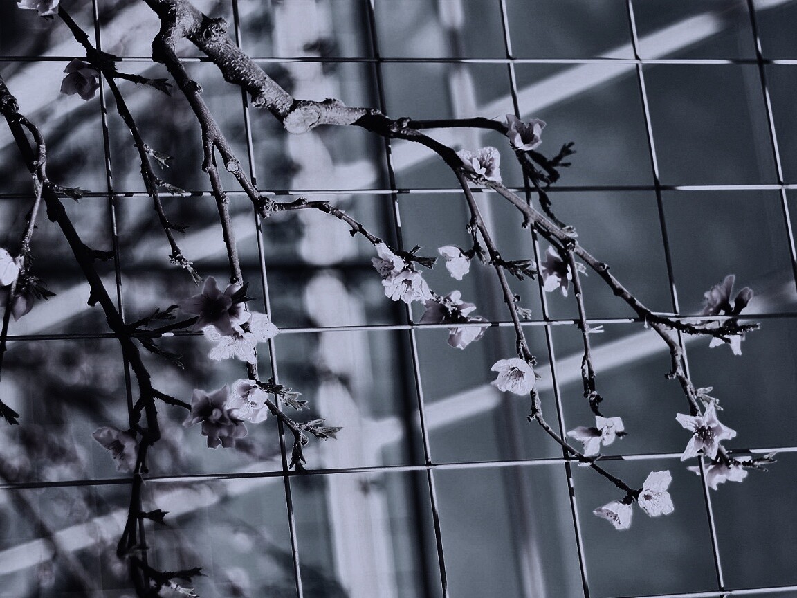 Ветка за сеткой обои