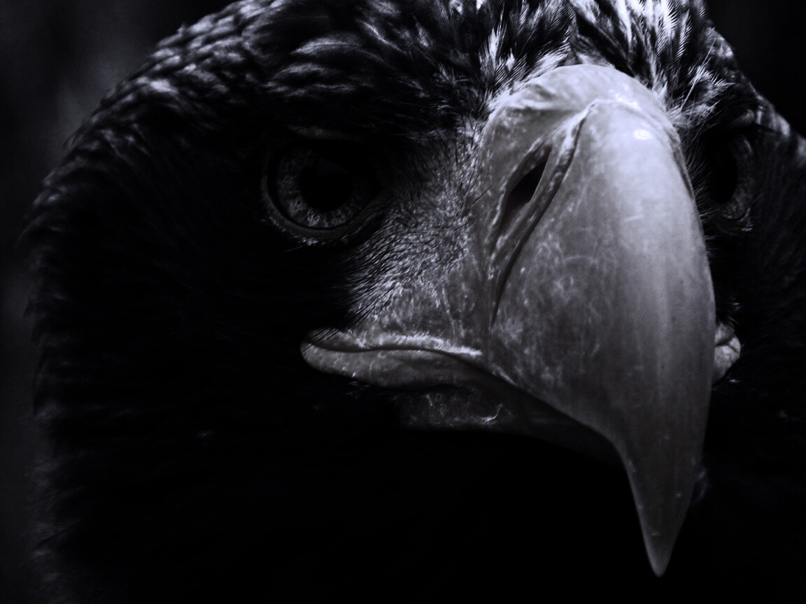 Орёл - птица гордая обои