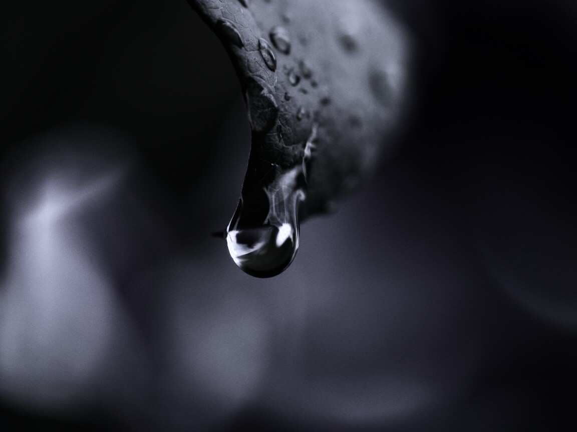 Капля на листе обои