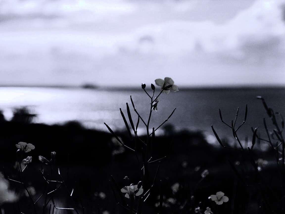 Мелкие жёлтые цветы обои