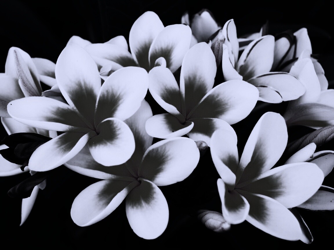 Прекрасные цветы обои