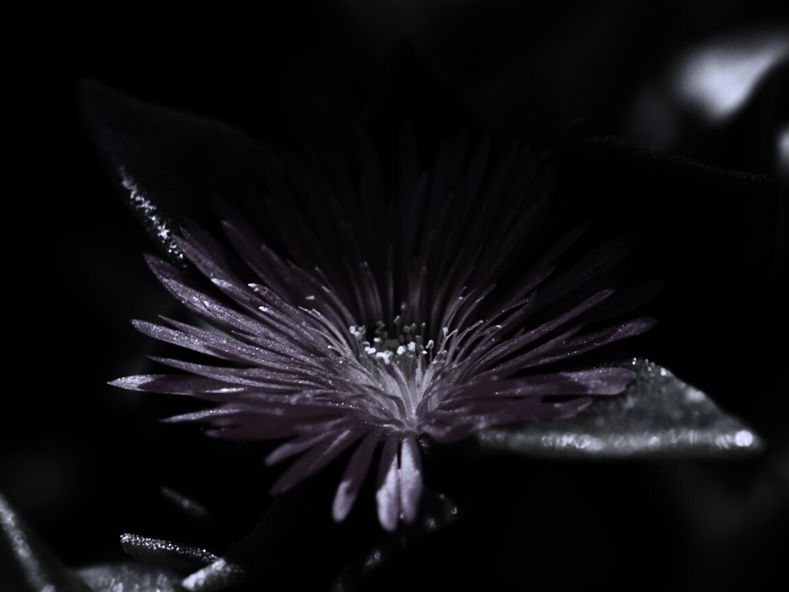 Чудесный цветок обои