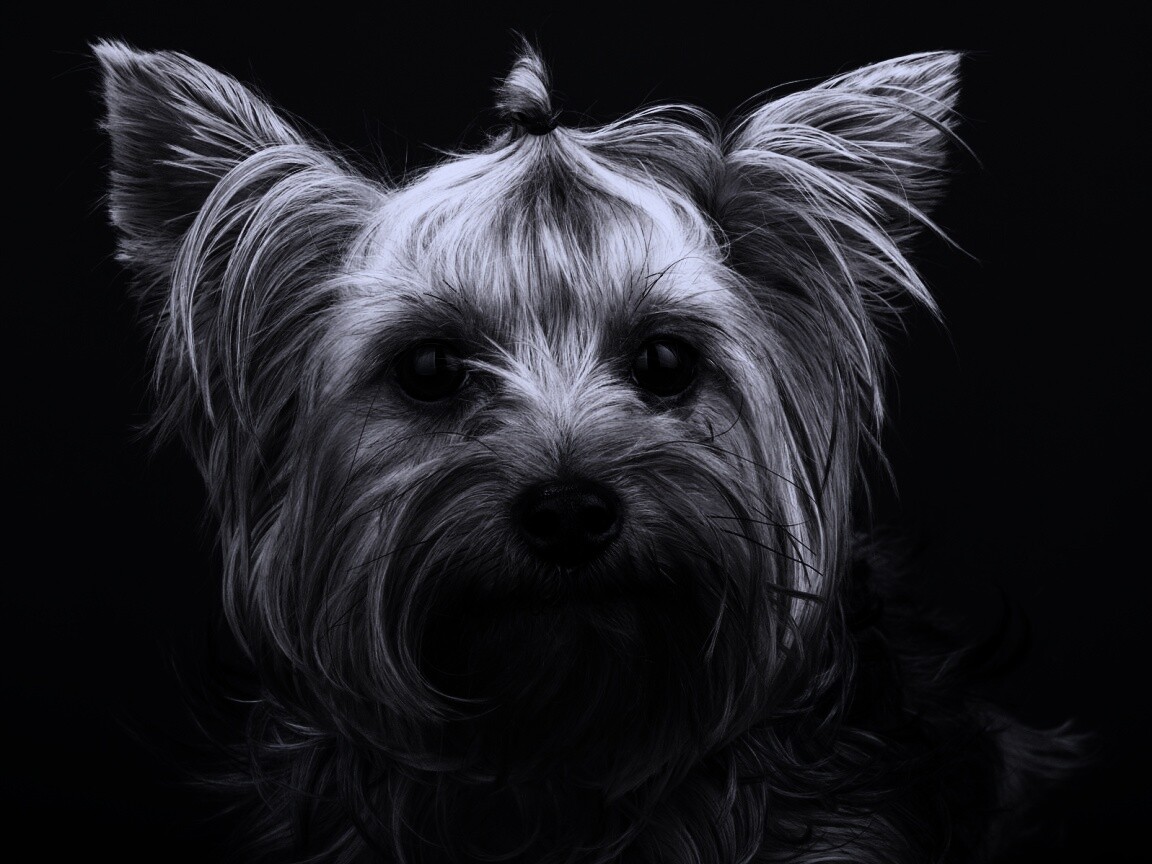 Йоркширский терьер обои