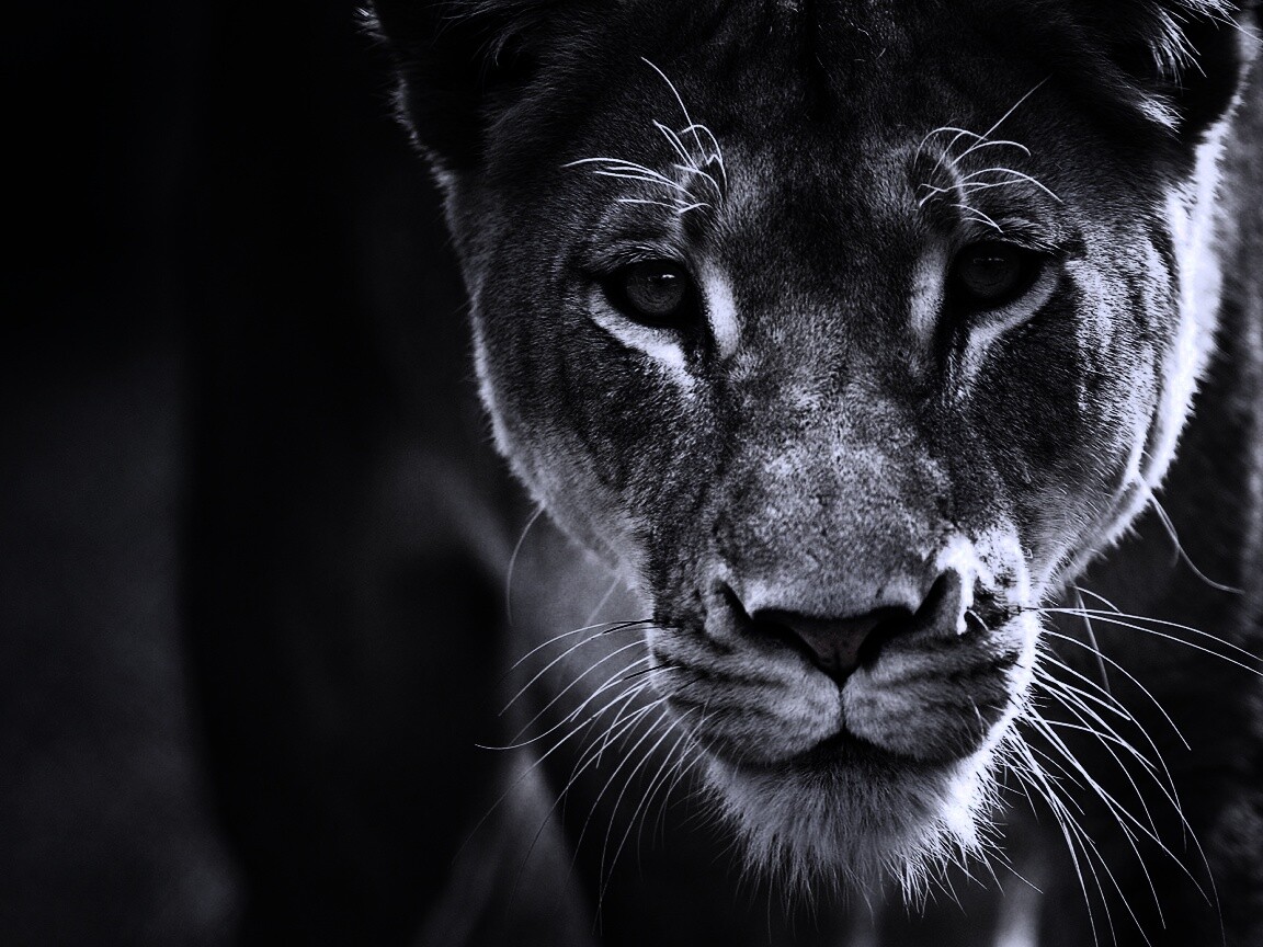 Портрет хищника обои