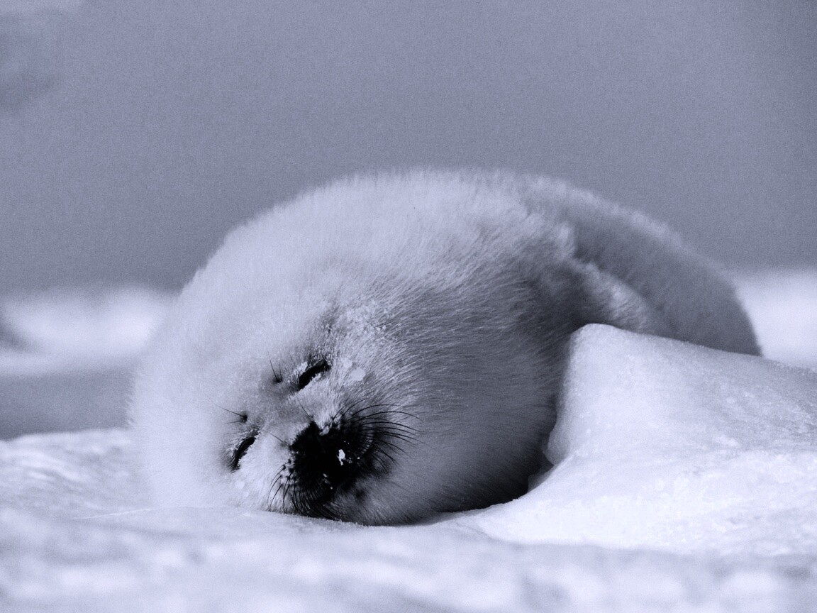 Гренландский тюлень обои