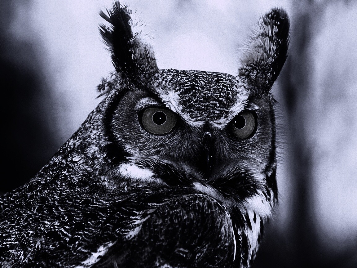 Орлиная сова обои