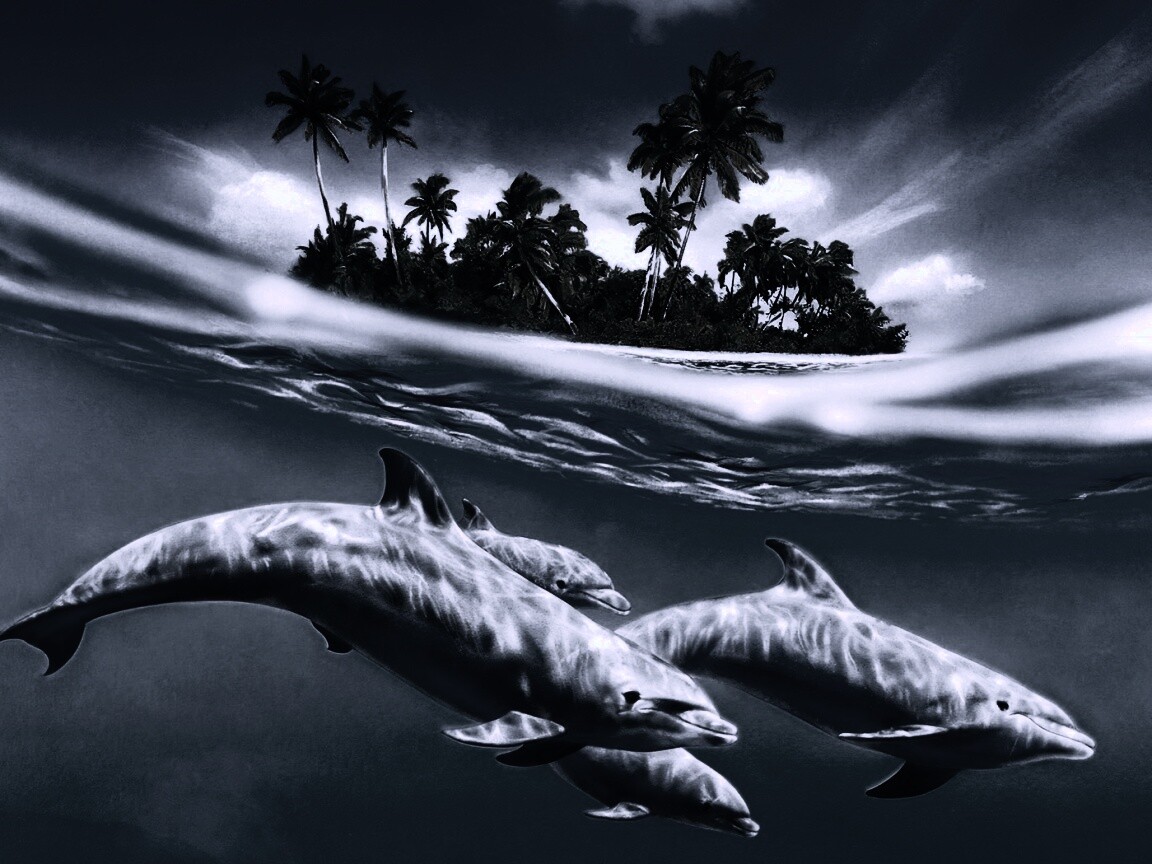 Остров дельфинов обои