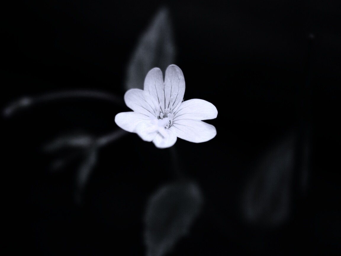 Маленький цветок в макро обои