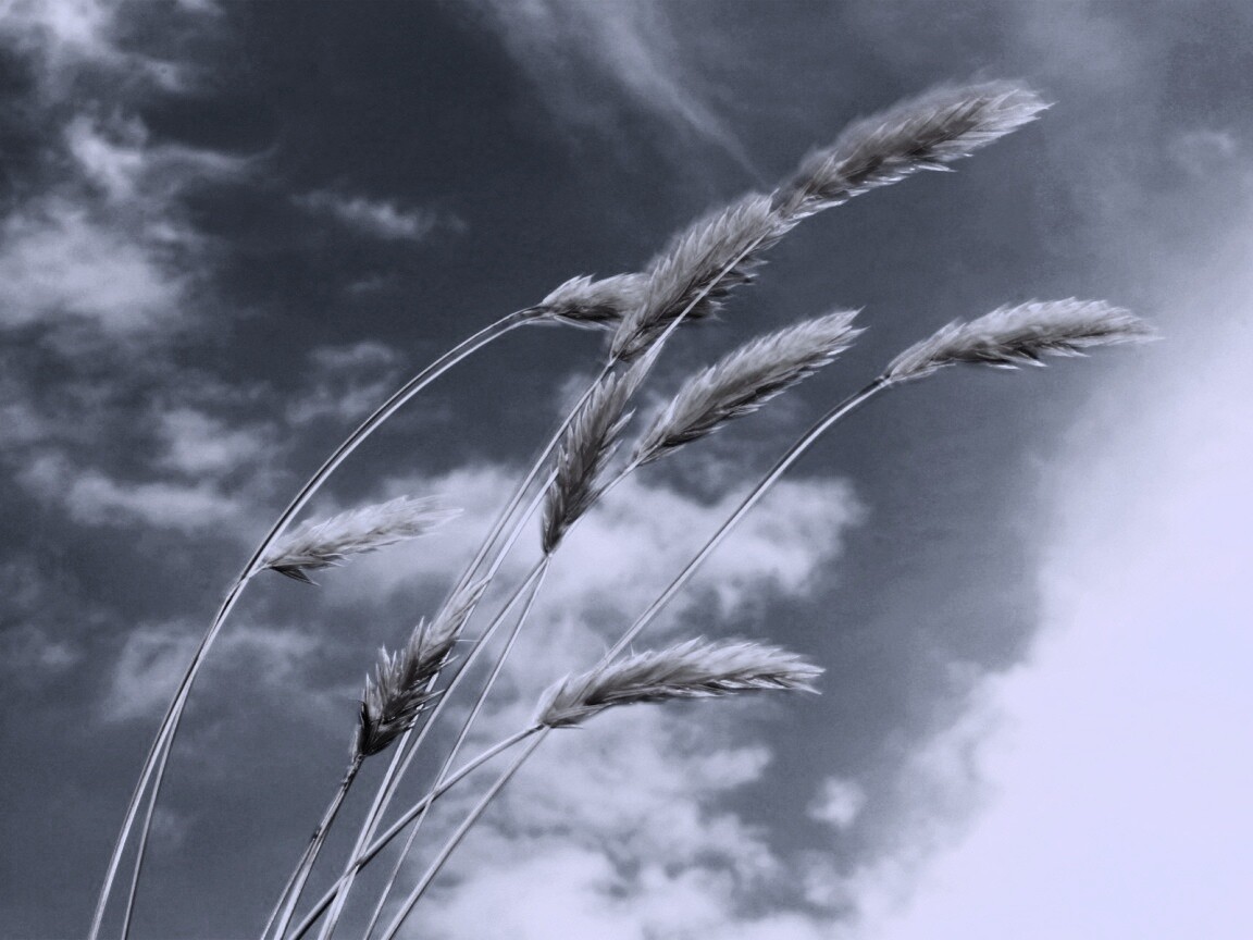 Колосья обои