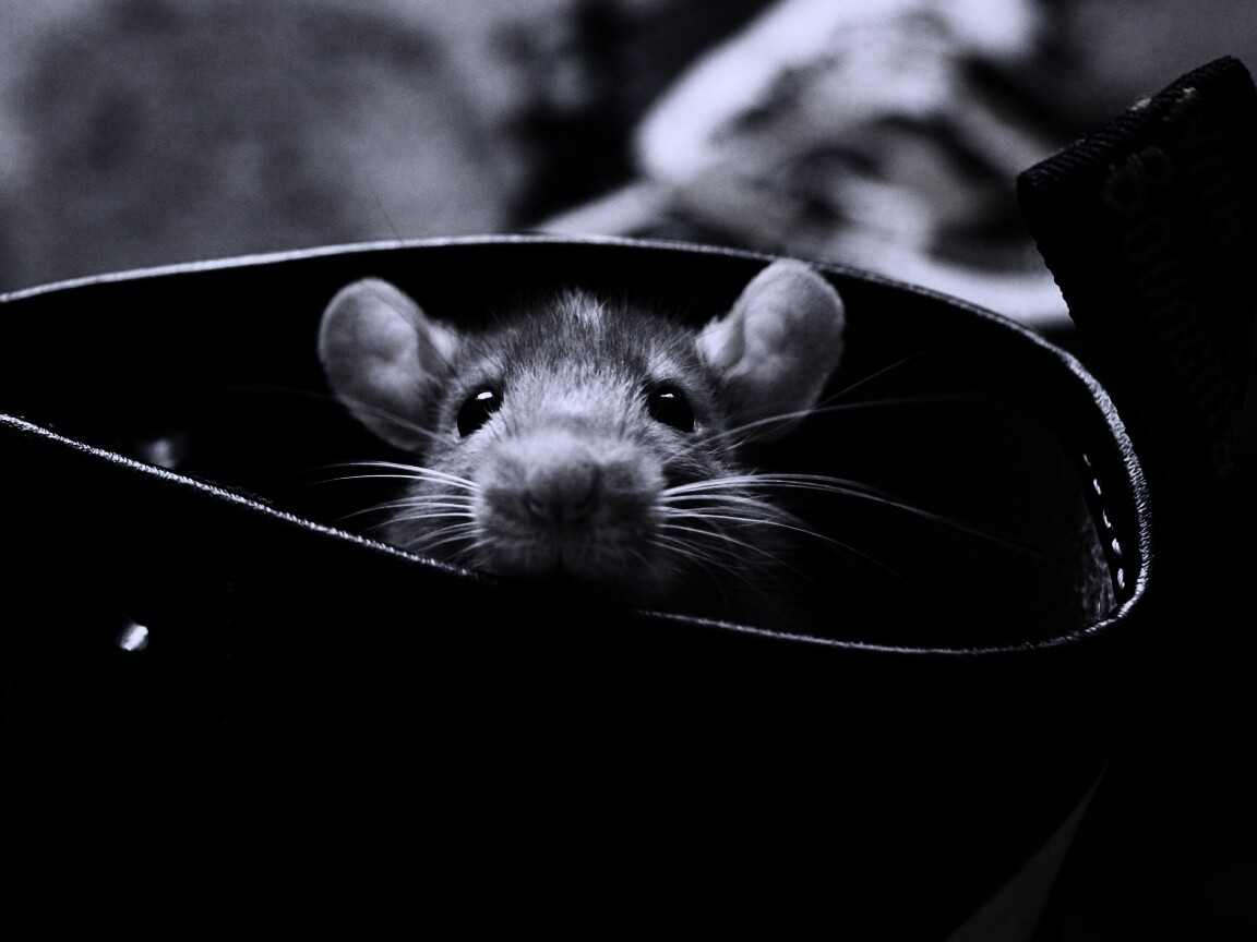 Мышонок выглядывает из ботинка обои