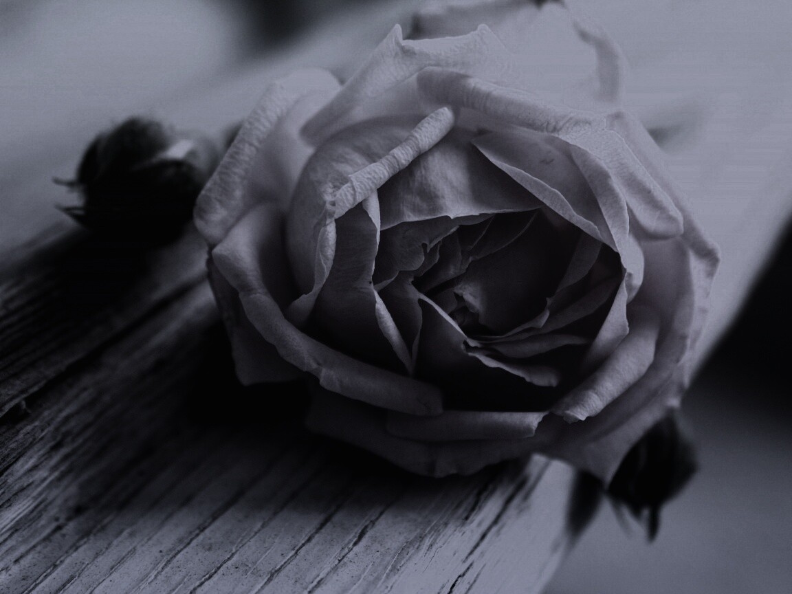 Бутон нежной розы обои