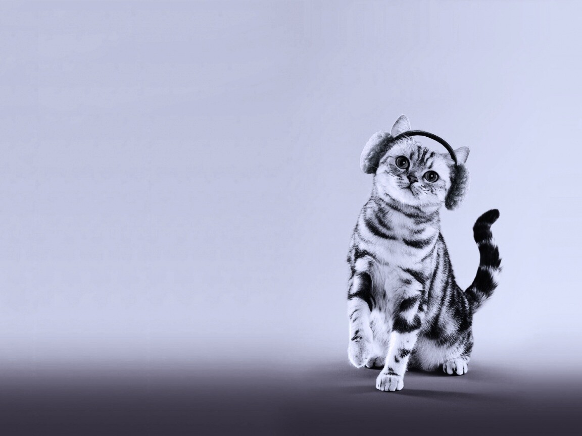 Кот в зеленых наушниках обои