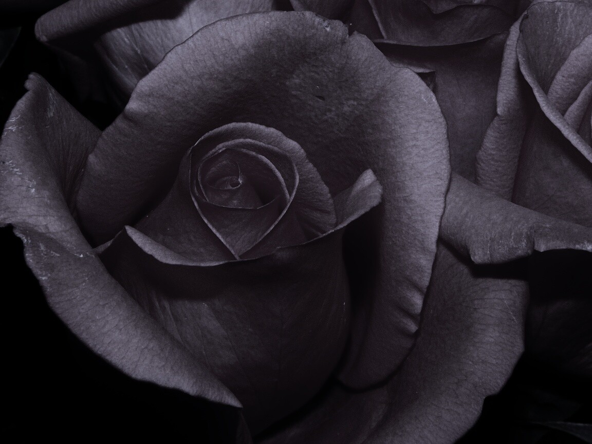 Бутон розы обои