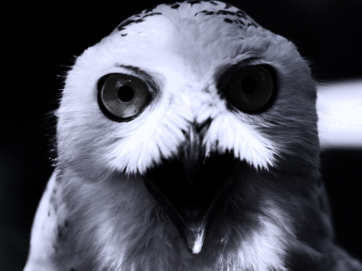 Сова в шоке! обои