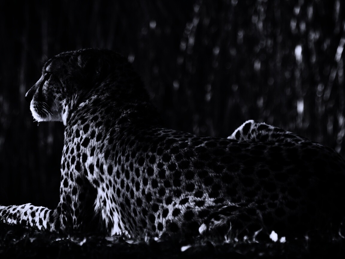 Гепард обои