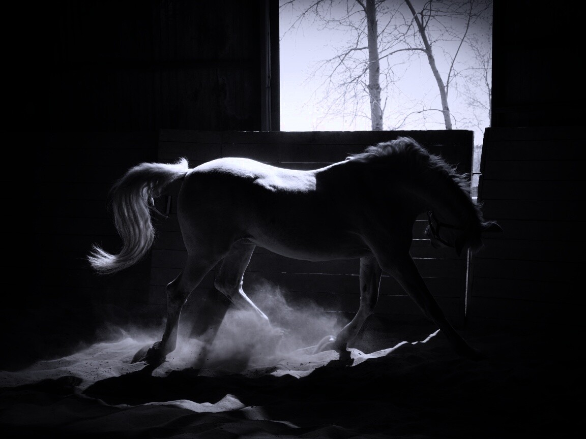 Белая лошадь в загоне обои