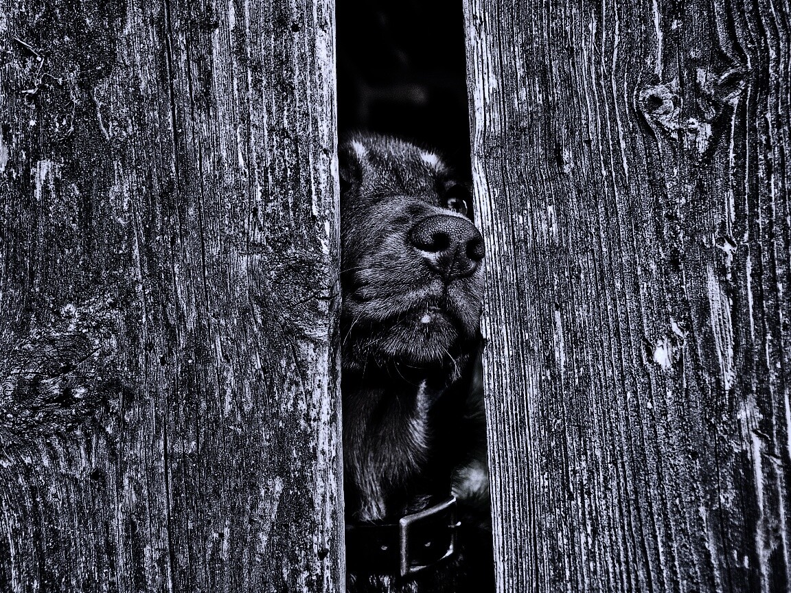 Собака выглядывает из-за забора обои